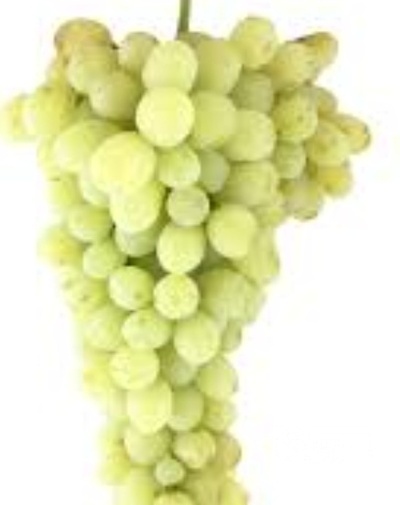 فروش انگور
