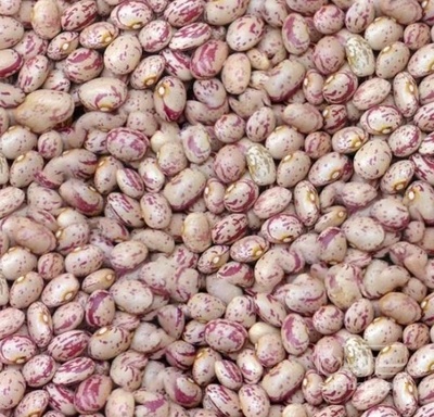 فروش لوبیا چیتی