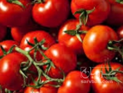 فروش گوجه فرنگی