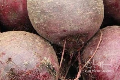 فروش چغندر لبو