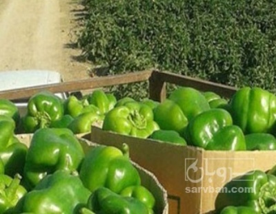 فروش فلفل دلمه ای