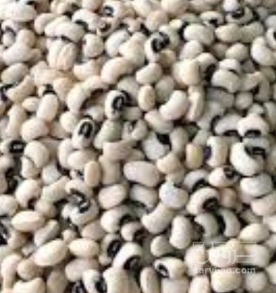 فروش لوبیا چشم بلبلی