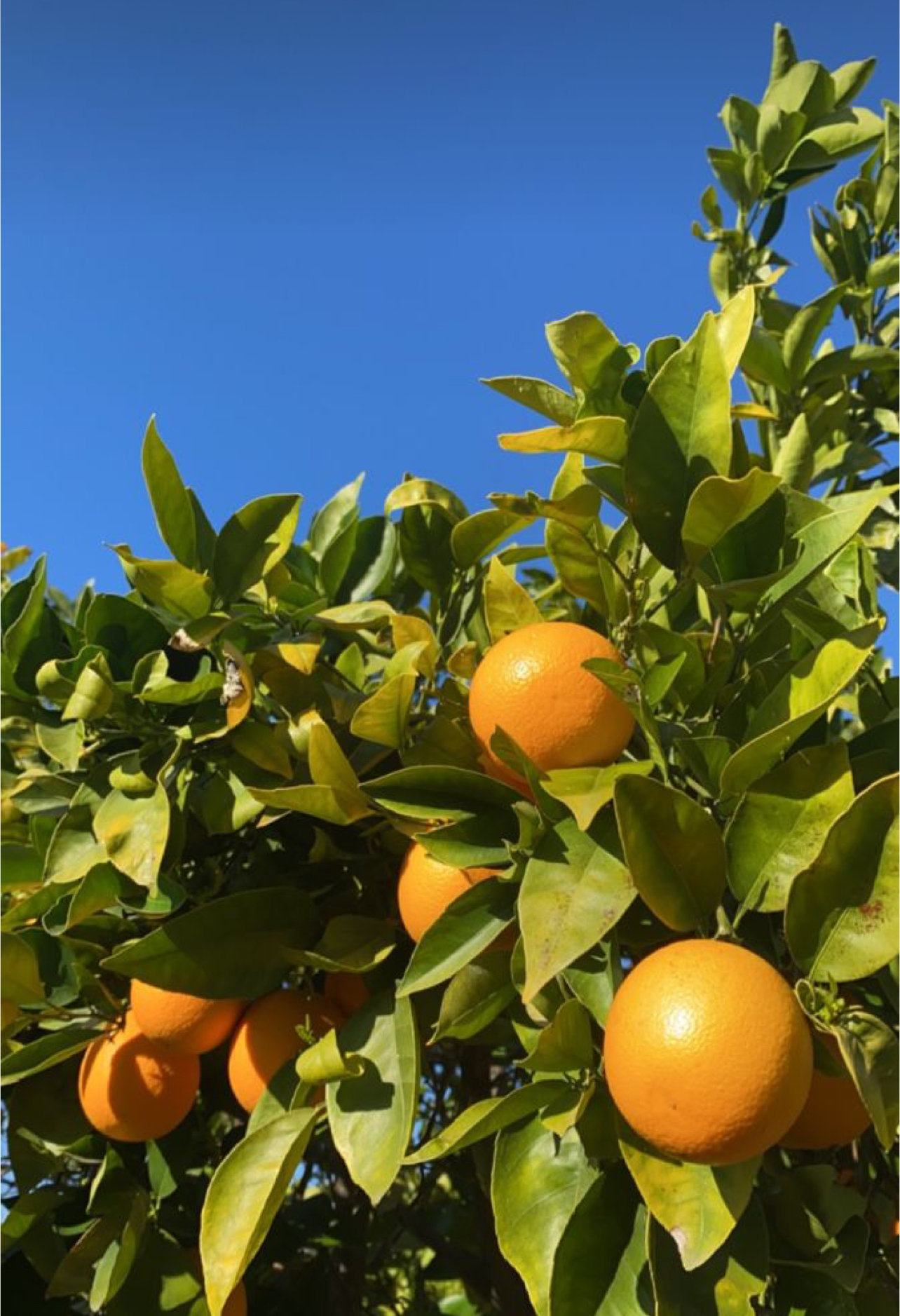 فروش پرتقال تامسون