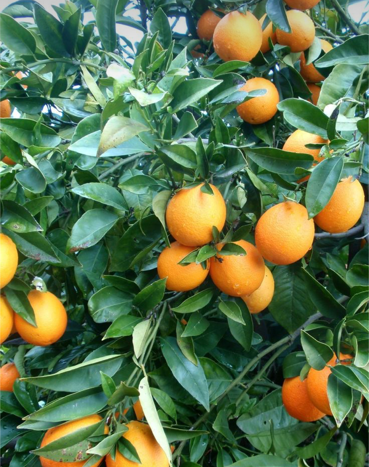 فروش پرتقال تامسون