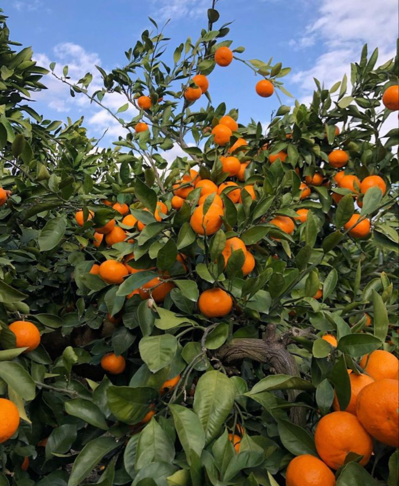 فروش نارنگی انشو