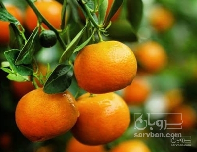 فروش نارنگی