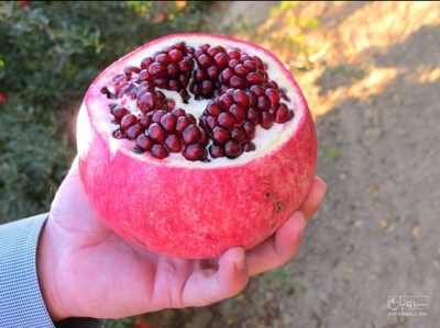 فروش انار