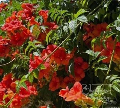 فروش گلنار فارسی ( گل انار ) (گیاه‌ دارویی)