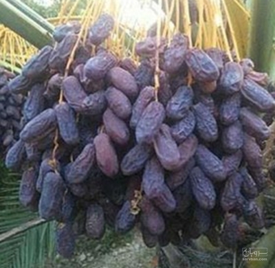 فروش خرماپیارم درجه 2