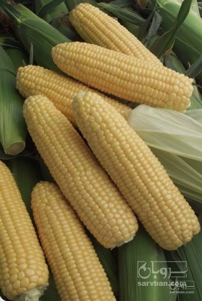 فروش ذرت دانه ای