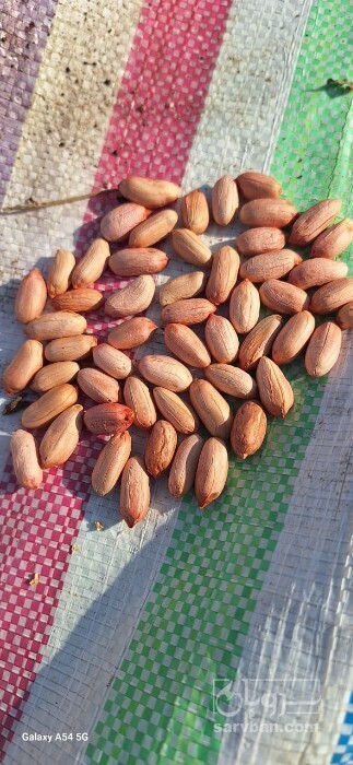 فروش بادام زمینی