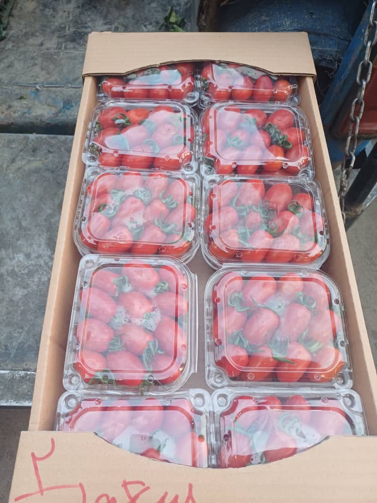 فروش گوجه فرنگی