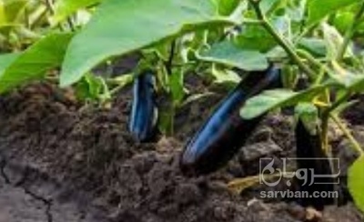 فروش بادمجان