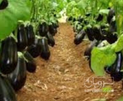 فروش بادمجان