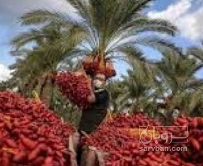 فروش خرما