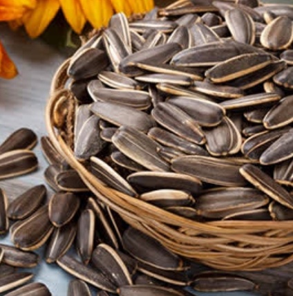 فروش تخمه آفتابگردان بود داده