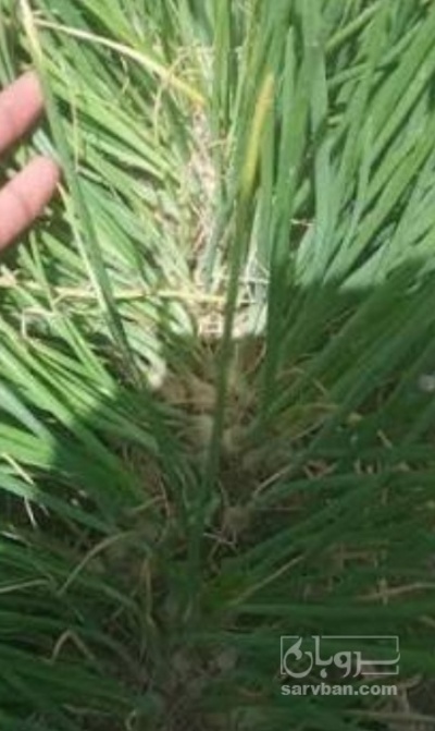 فروش نشا پیاز مینروا