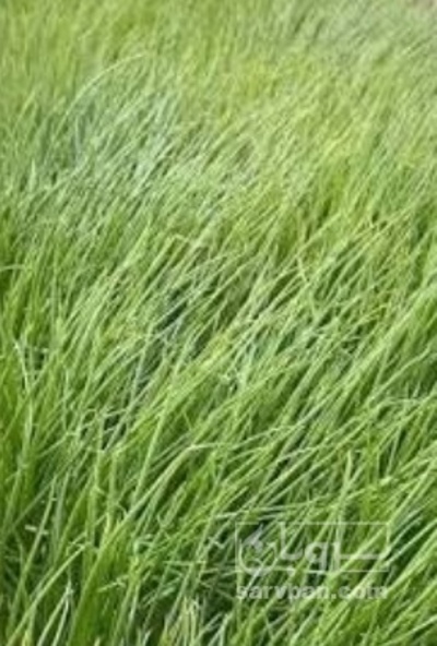 فروش نشا پیاز ریوبراوو