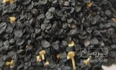 فروش بذر پیاز مینروا