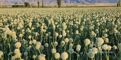 فروش بذر پیاز زرد