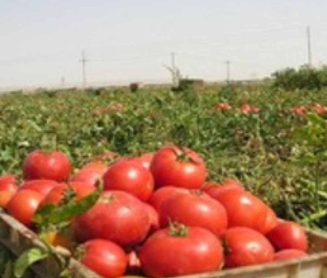 فروش گوجه فرنگی