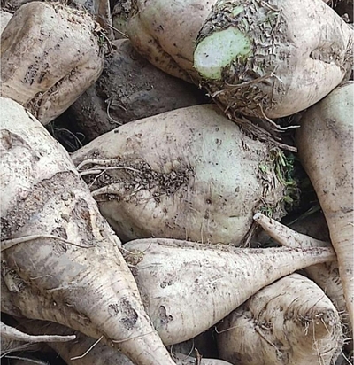 فروش چغندر قند