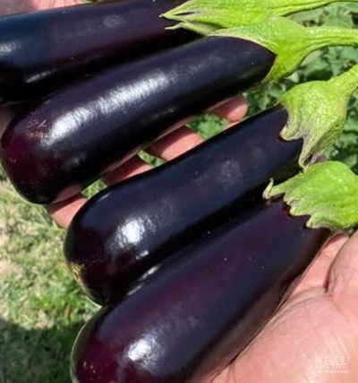 فروش بادمجان