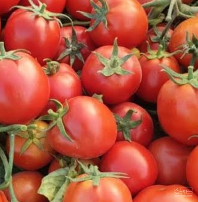 فروش گوجه فرنگی