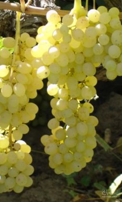 فروش انگور