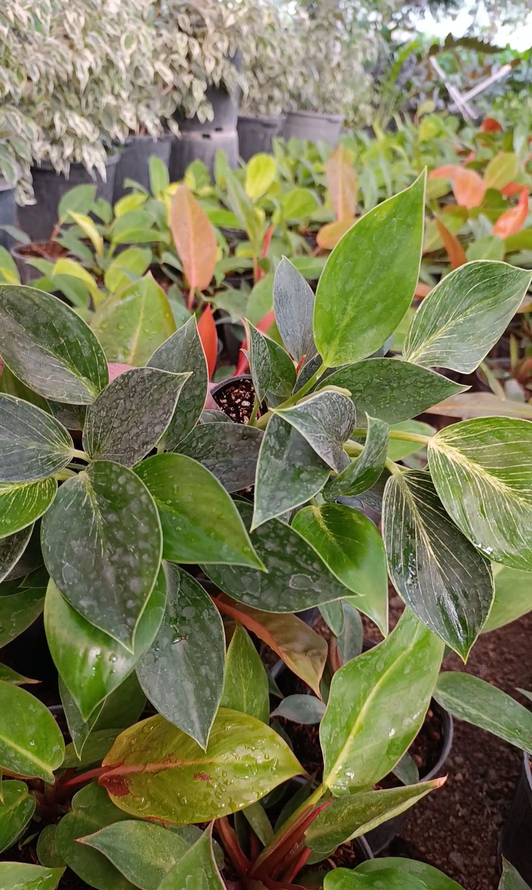 فروش گل آپارتمانی