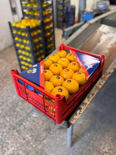 فروش نارنگی