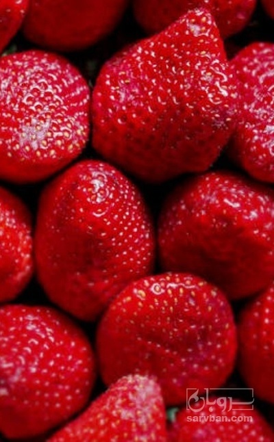 فروش توت فرنگی