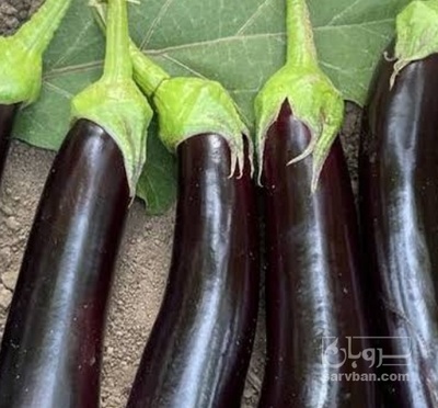 فروش بادمجان