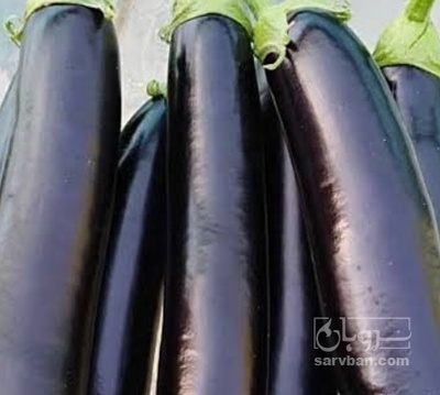 فروش بادمجان