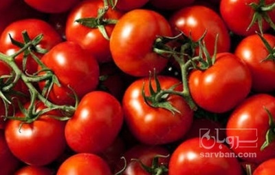 فروش گوجه فرنگی