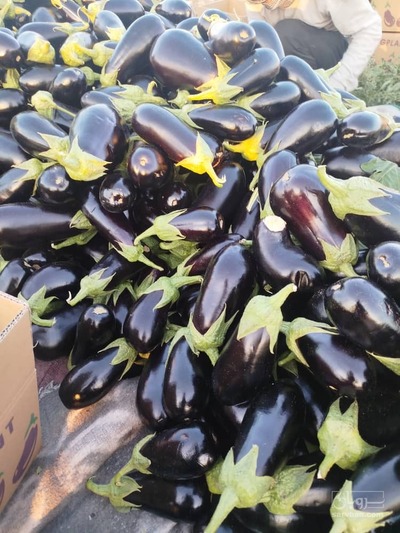 فروش بادمجان