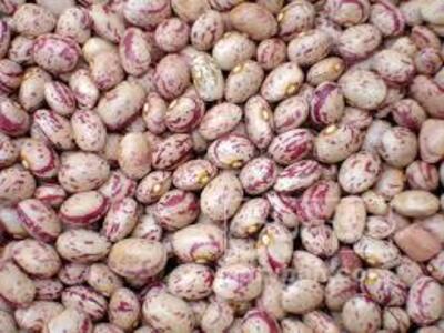 فروش لوبیا چیتی