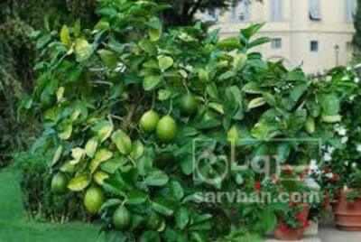فروش لیمو ترش