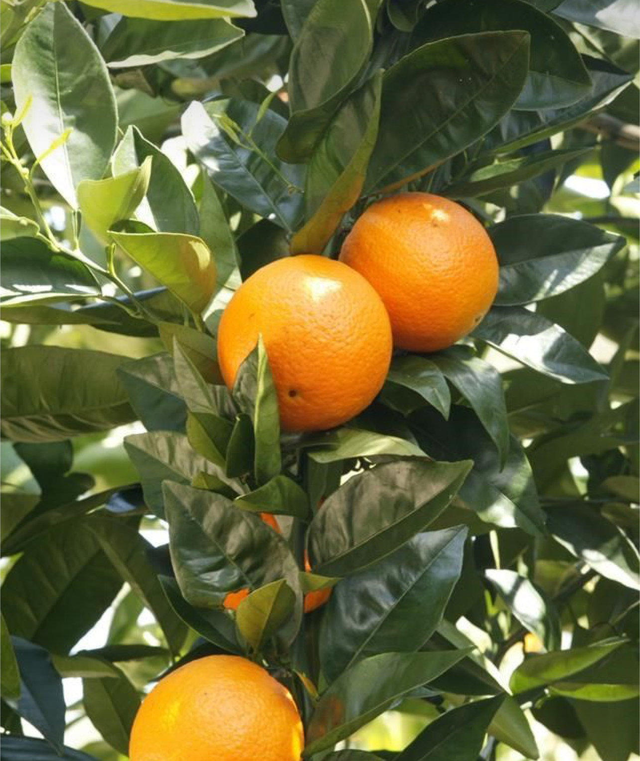 فروش پرتقال تامسون