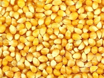 فروش ذرت دانه