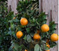 فروش نارنگی ژاپنی