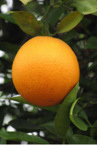 فروش پرتقال تامسون