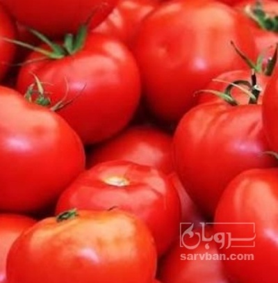 فروش گوجه فرنگی