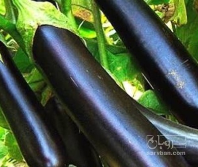 فروش بادمجان