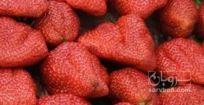 فروش توت فرنگی