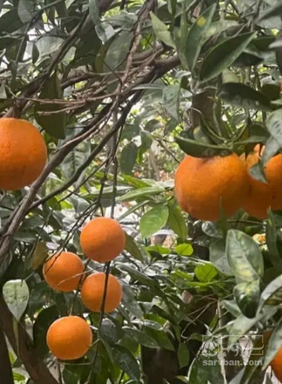 فروش پرتقال