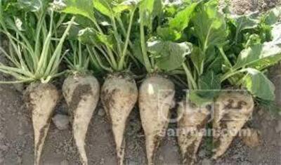 فروش چغندر قند