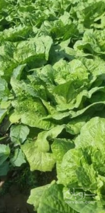 فروش کاهو ایرانی - رومانو