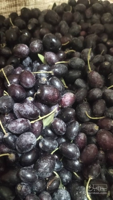 فروش زیتون سیاه