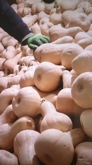 فروش کدوحلوایی